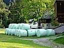 The Hay Harvest